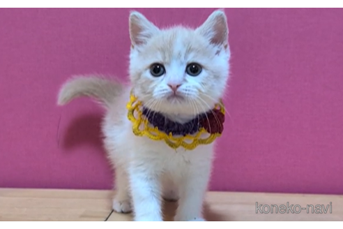 成約済の東京都のスコティッシュフォールド-101311の2枚目